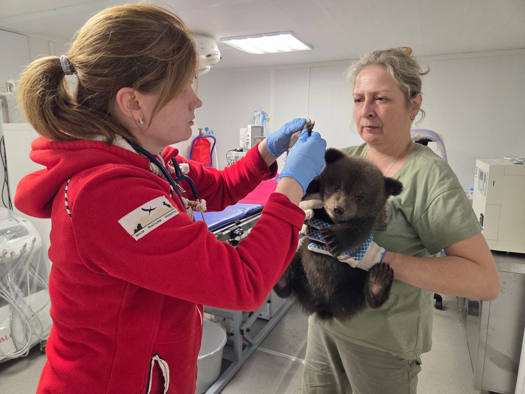 В Тверской области спасают трех маленьких медведиц