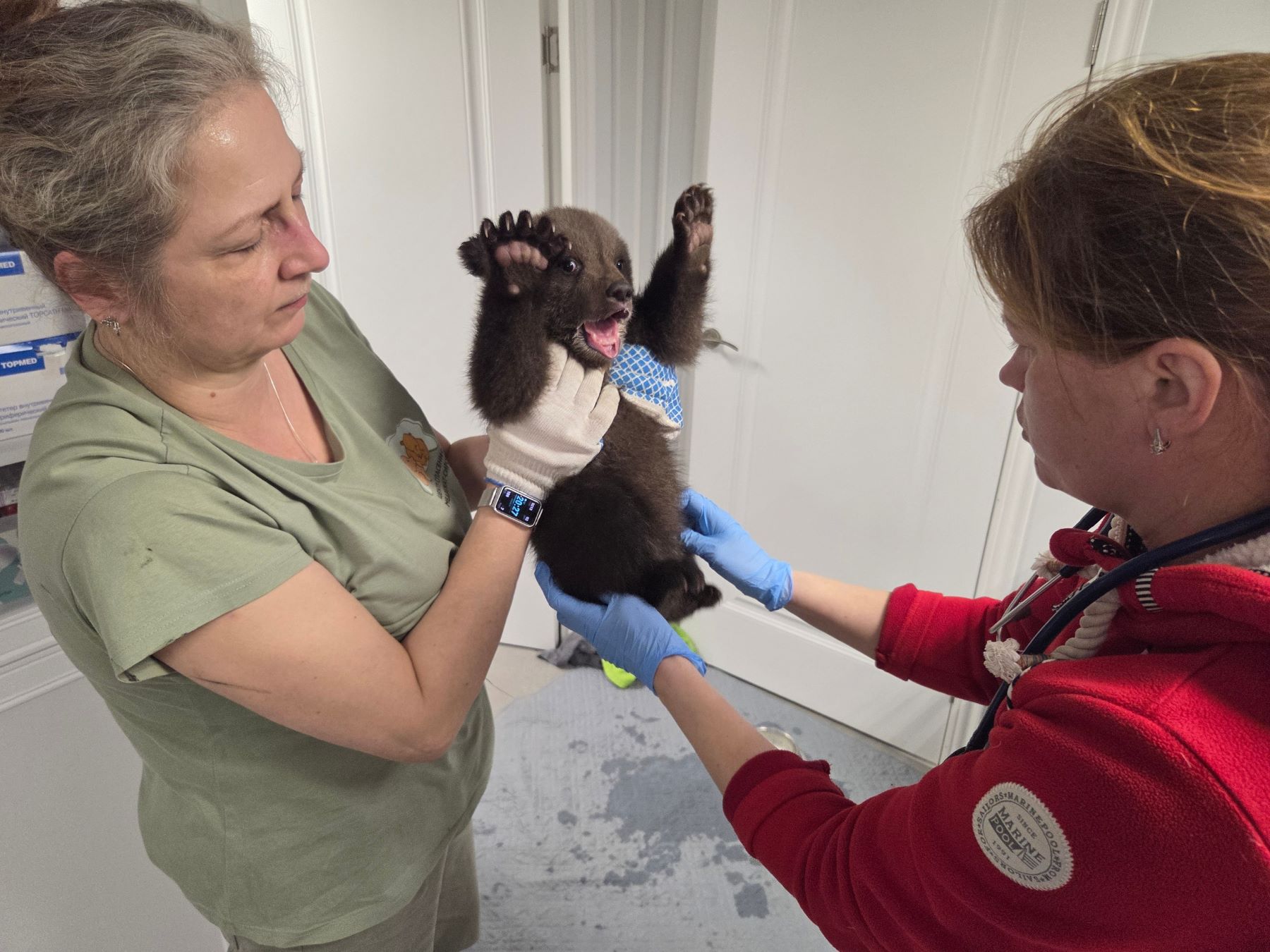 В Тверской области спасают трех маленьких медведиц