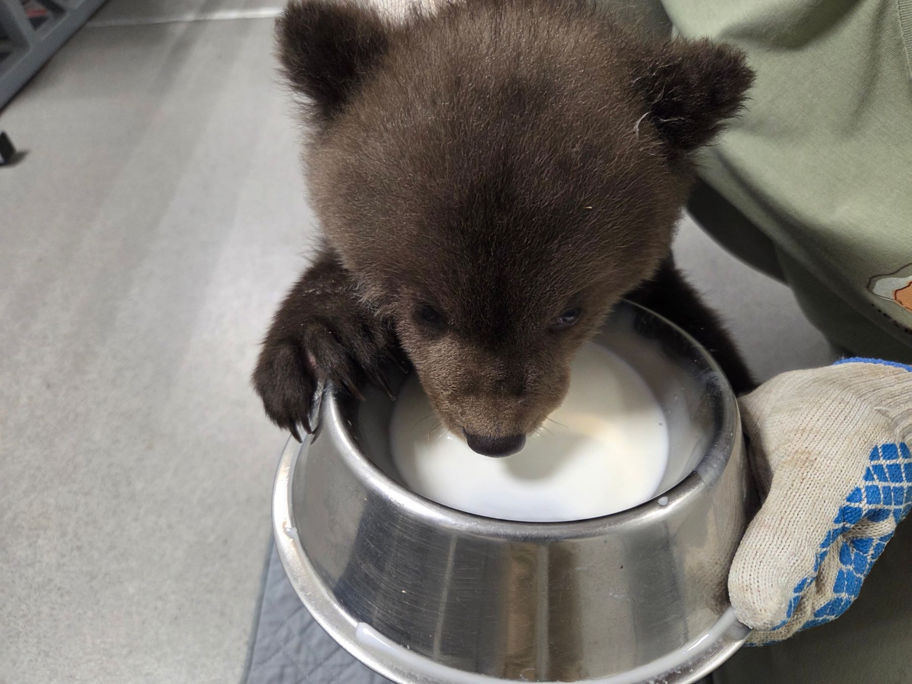 В Тверской области спасают трех маленьких медведиц