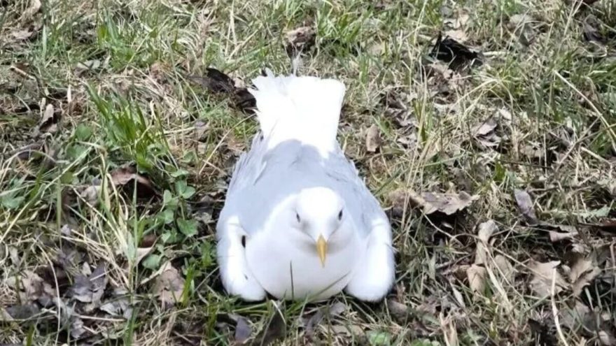 Спасатели из Твери вызволили чайку, застрявшую на проводах