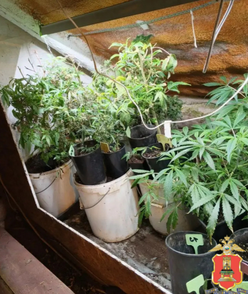 наркоферму