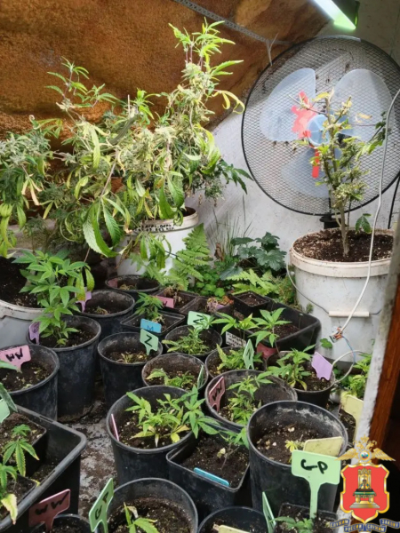 наркоферму