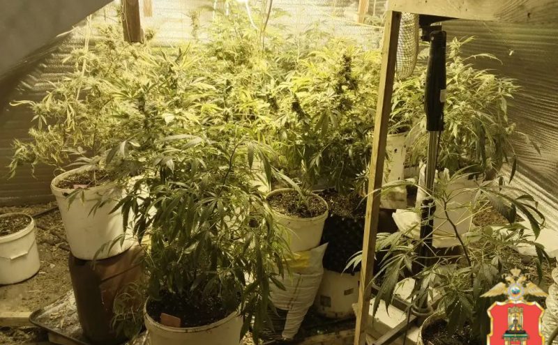 наркоферму