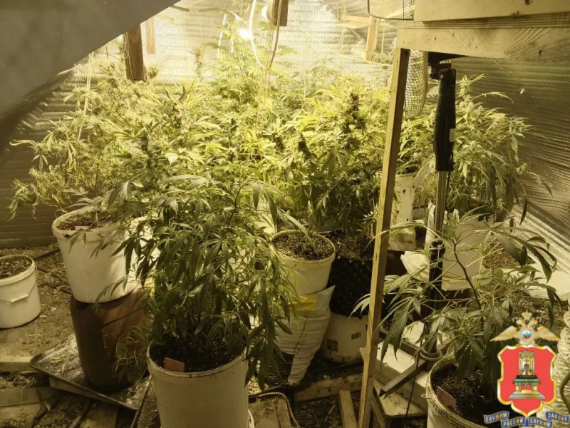 наркоферму