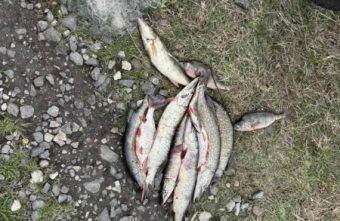 браконьеров