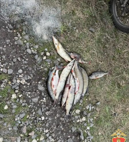 браконьеров