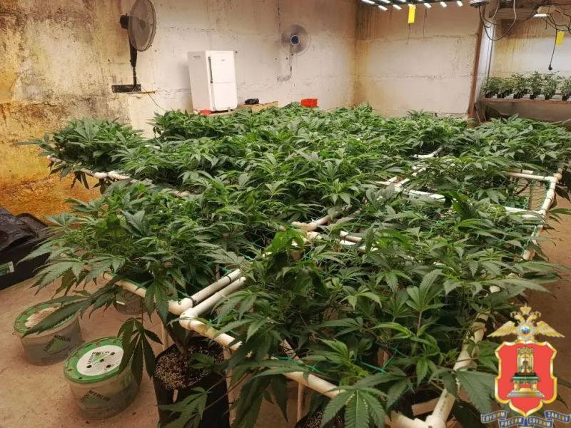 В Тверской области ликвидировали две наркофермы