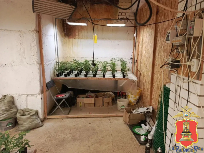 В Тверской области ликвидировали две наркофермы