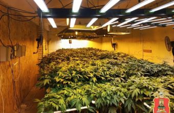 наркофермы