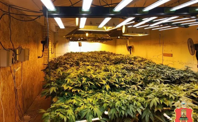 наркофермы