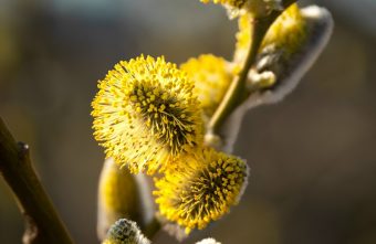 В Вербное воскресенье жители Тверской области могут узнать погоду на лето лето