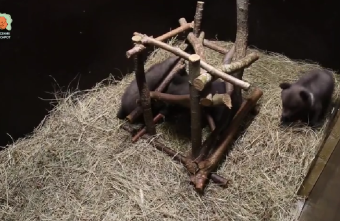 Стало известно, какие имена дали спасенным медведицам в Тверской области имена