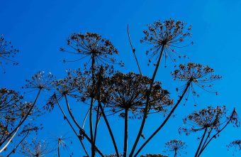 В Тверской области будут бороться с борщевиком вдоль автодорог борщевиком