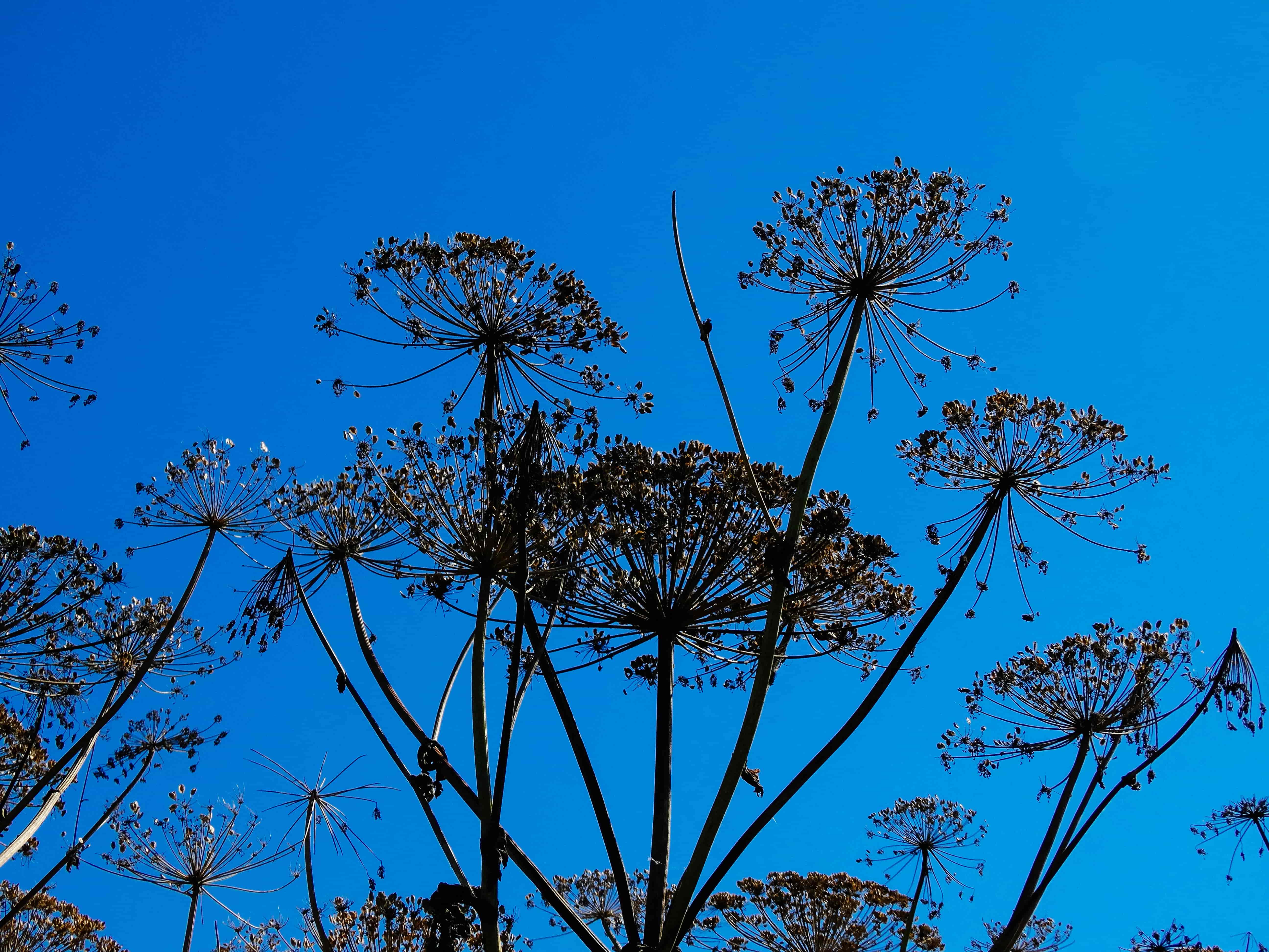 борщевиком