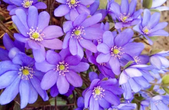 потепления