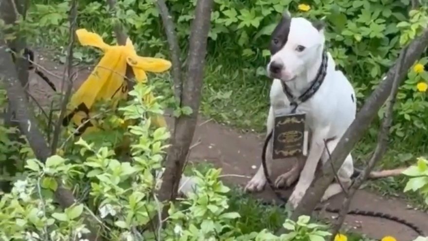 собаку