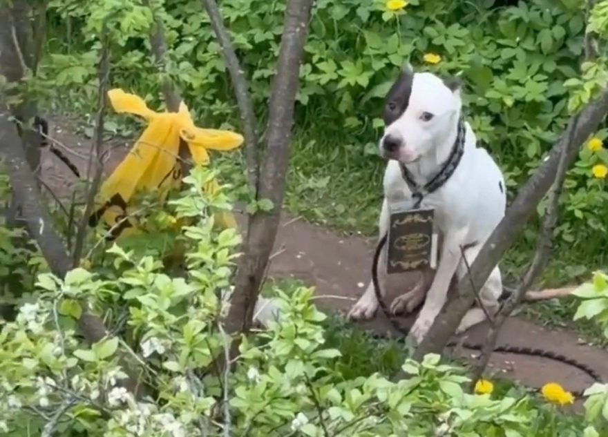 собаку
