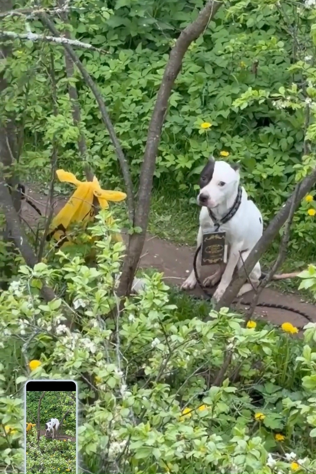 собаку