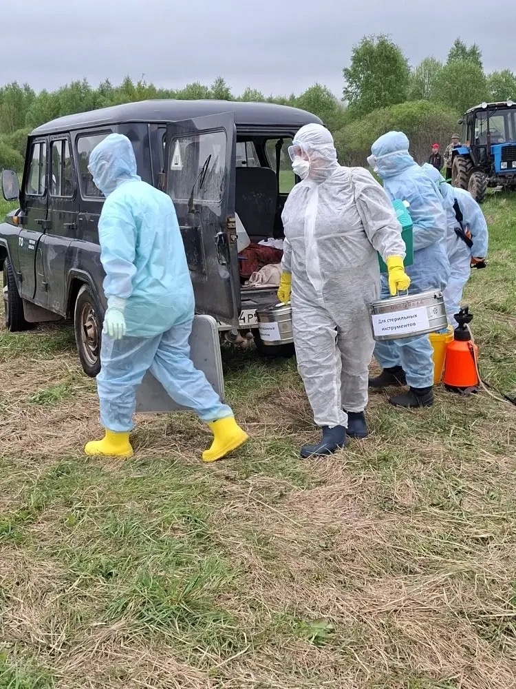 В Тверской области прошли учения по ликвидации очага африканской чумы свиней