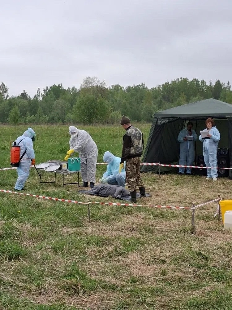 В Тверской области прошли учения по ликвидации очага африканской чумы свиней