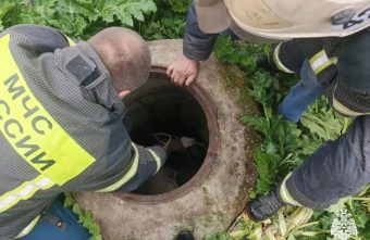 собаку