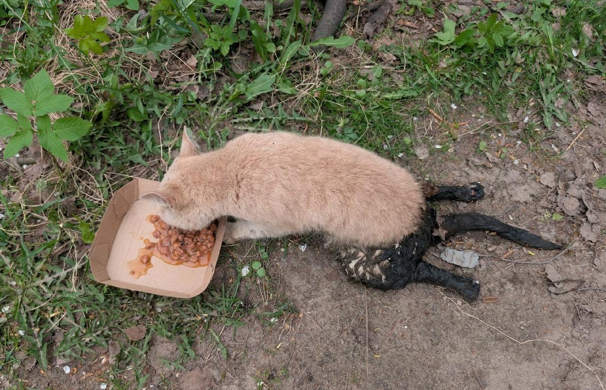 кошка