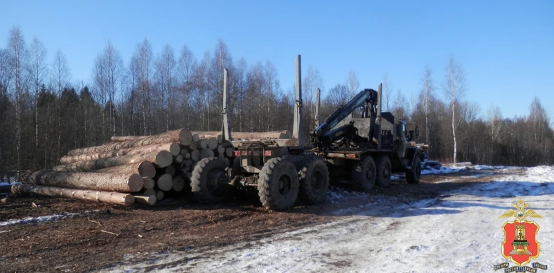 В Тверской области незаконно вырубили лес на 77 миллионов рублей