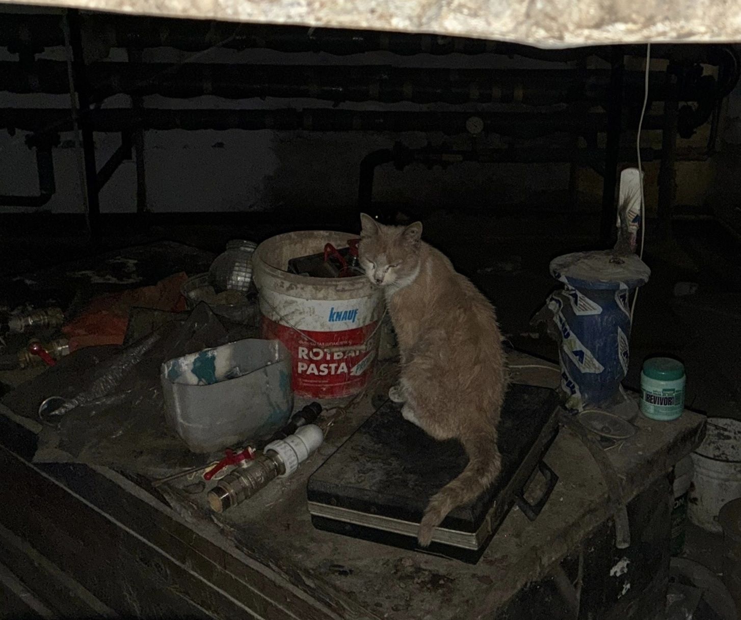 В Твери спасают выброшенного на улицу домашнего кота Симбу
