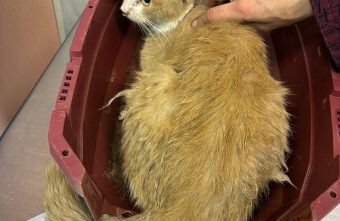В Твери спасают выброшенного на улицу домашнего кота Симбу кота