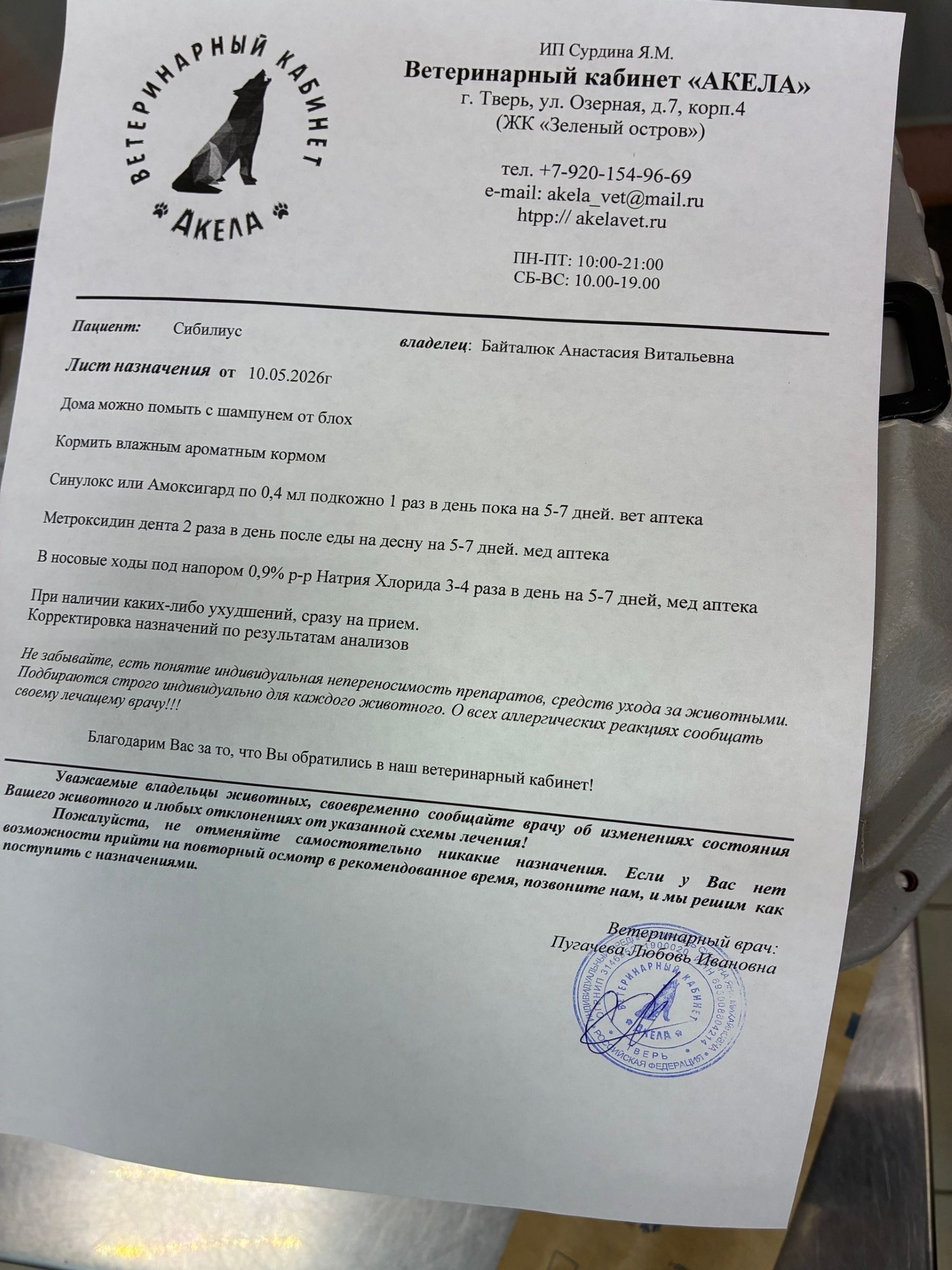 В Твери спасают выброшенного на улицу домашнего кота Симбу