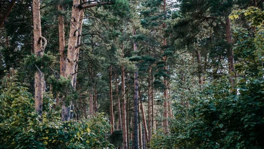 клещей