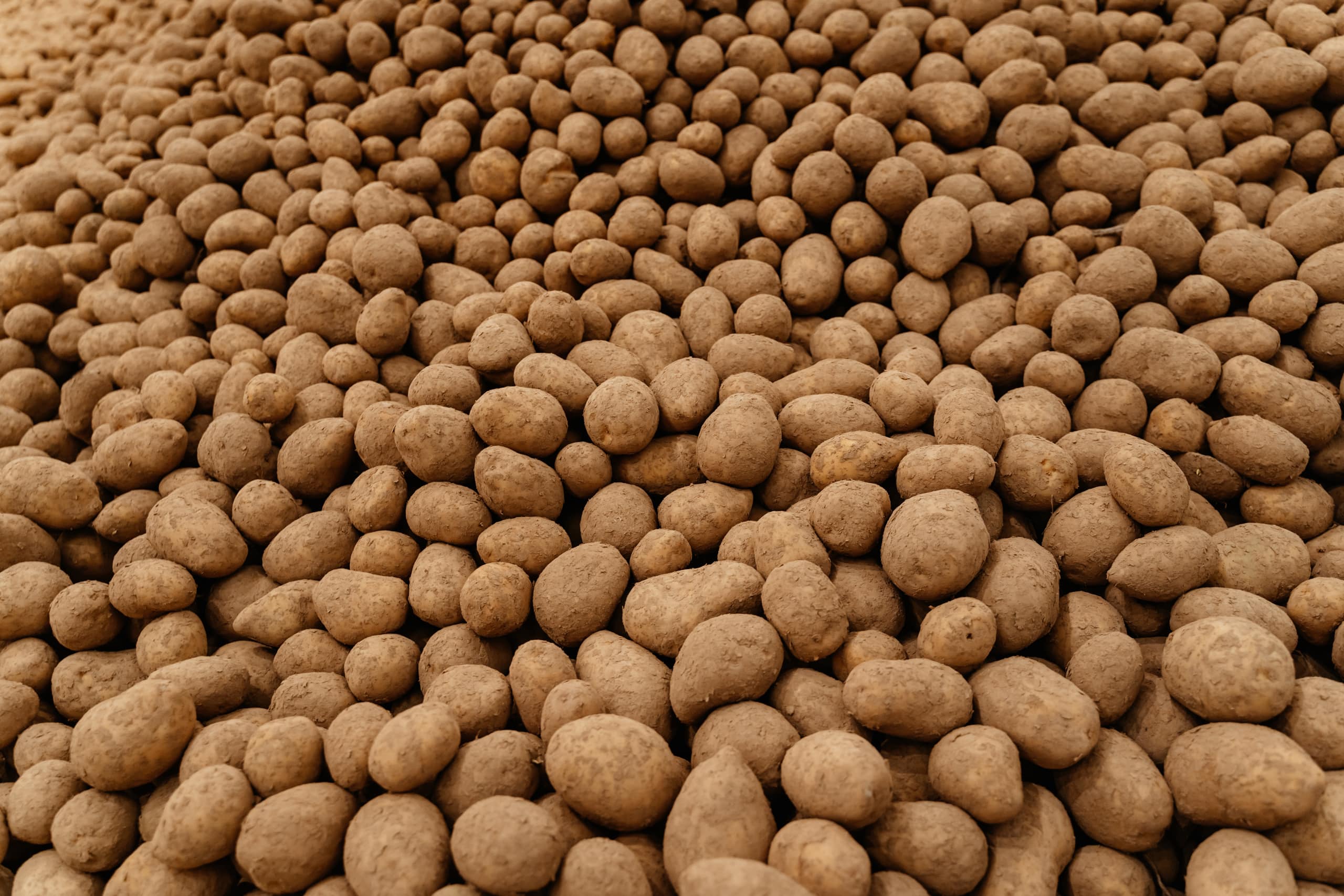 картофель