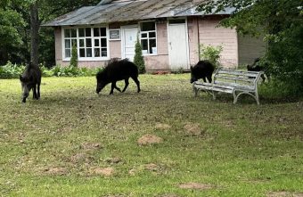 гости