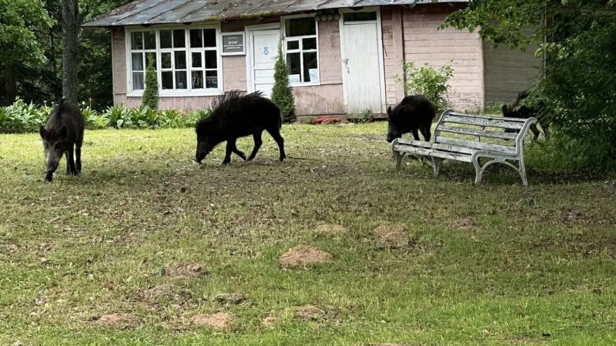гости