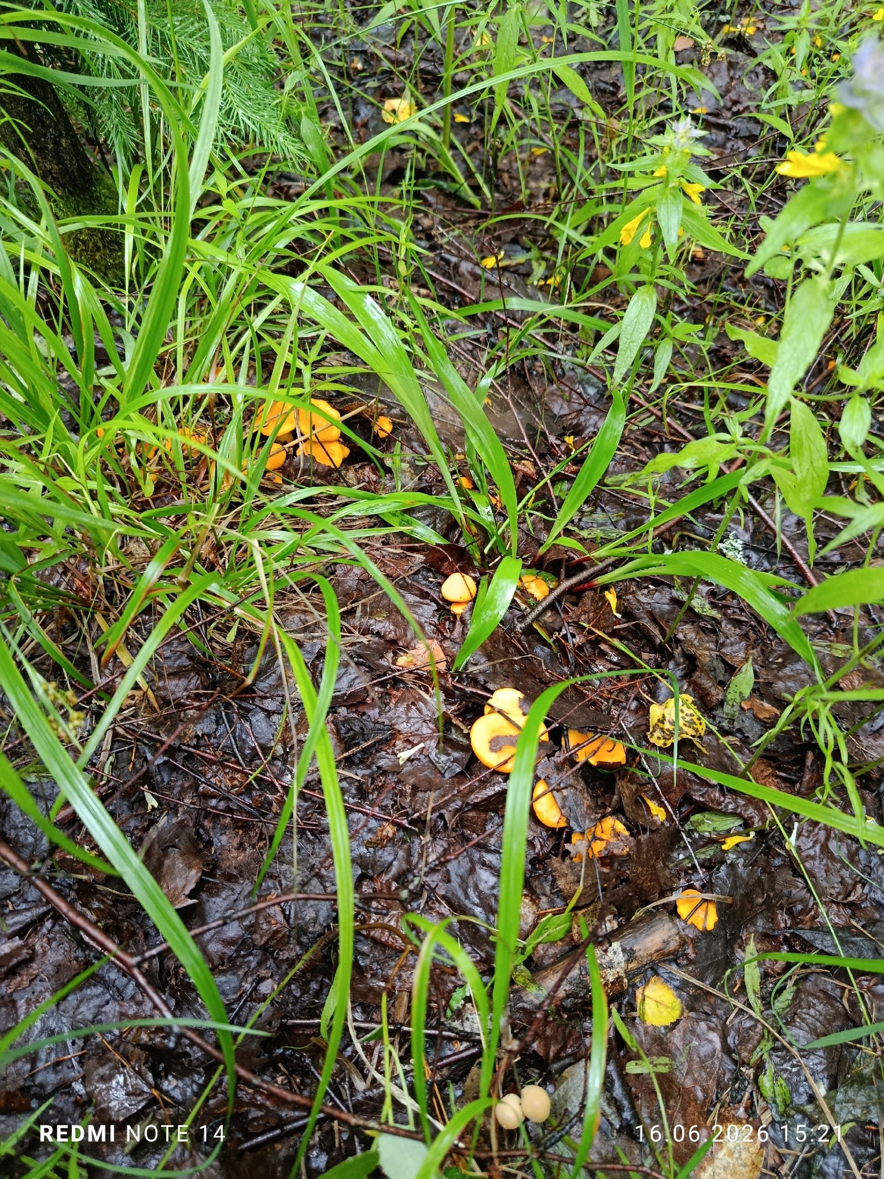 В Тверской области пошла земляника, грибы на подходе
