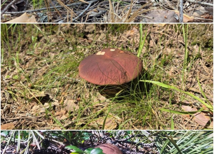 сезон
