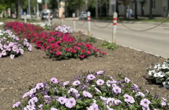 В Тверской области ищут женщину, которая ворует цветы с клумбы цветы