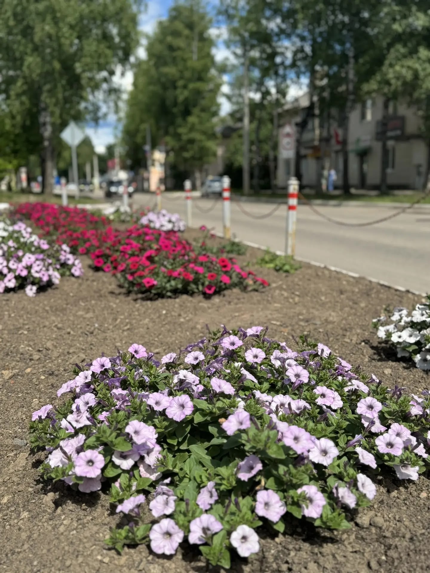 цветы