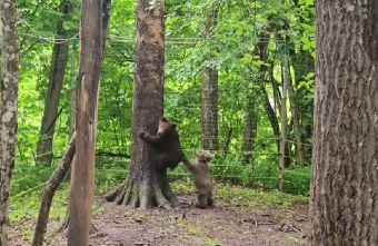 медведицы