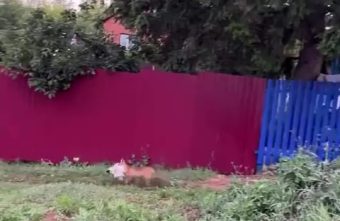 В Тверской области завелась еще одна лиса-воровка Тверской