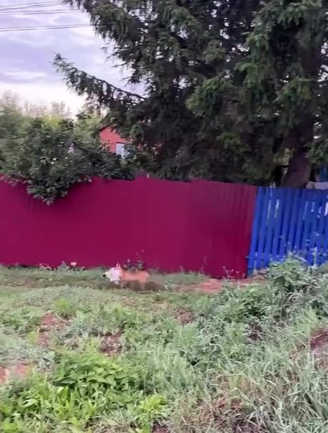 Тверской