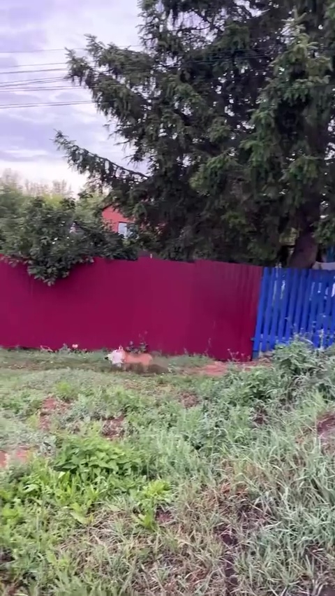 Тверской