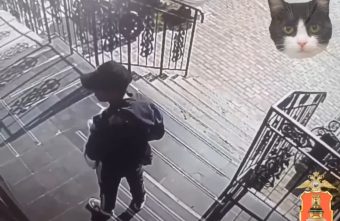 Кота задержали за кражу велосипеда в Твери Кота