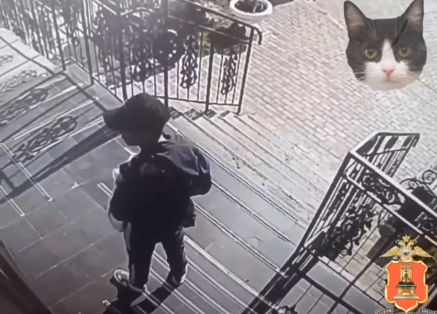 Кота