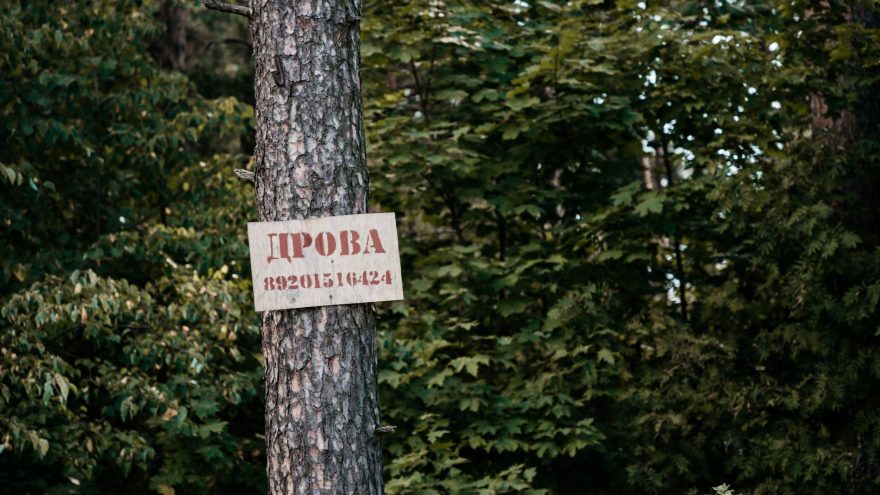 деревья