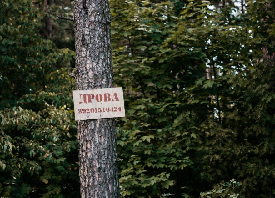 деревья