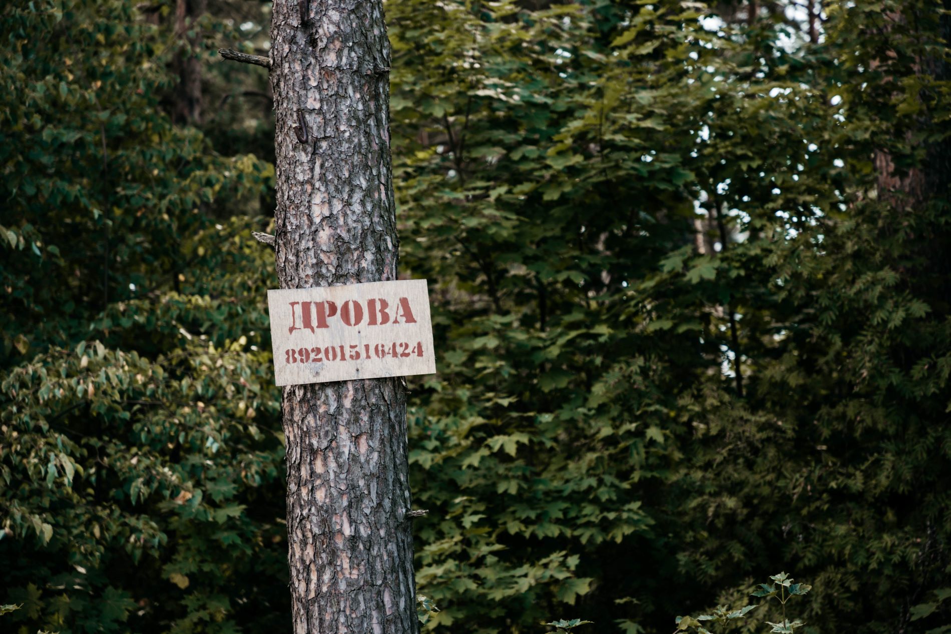деревья