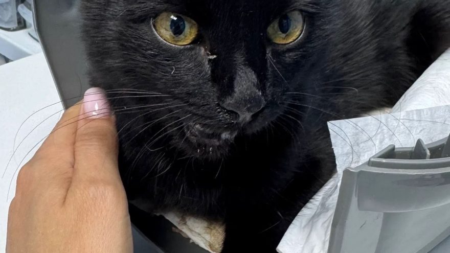 коту