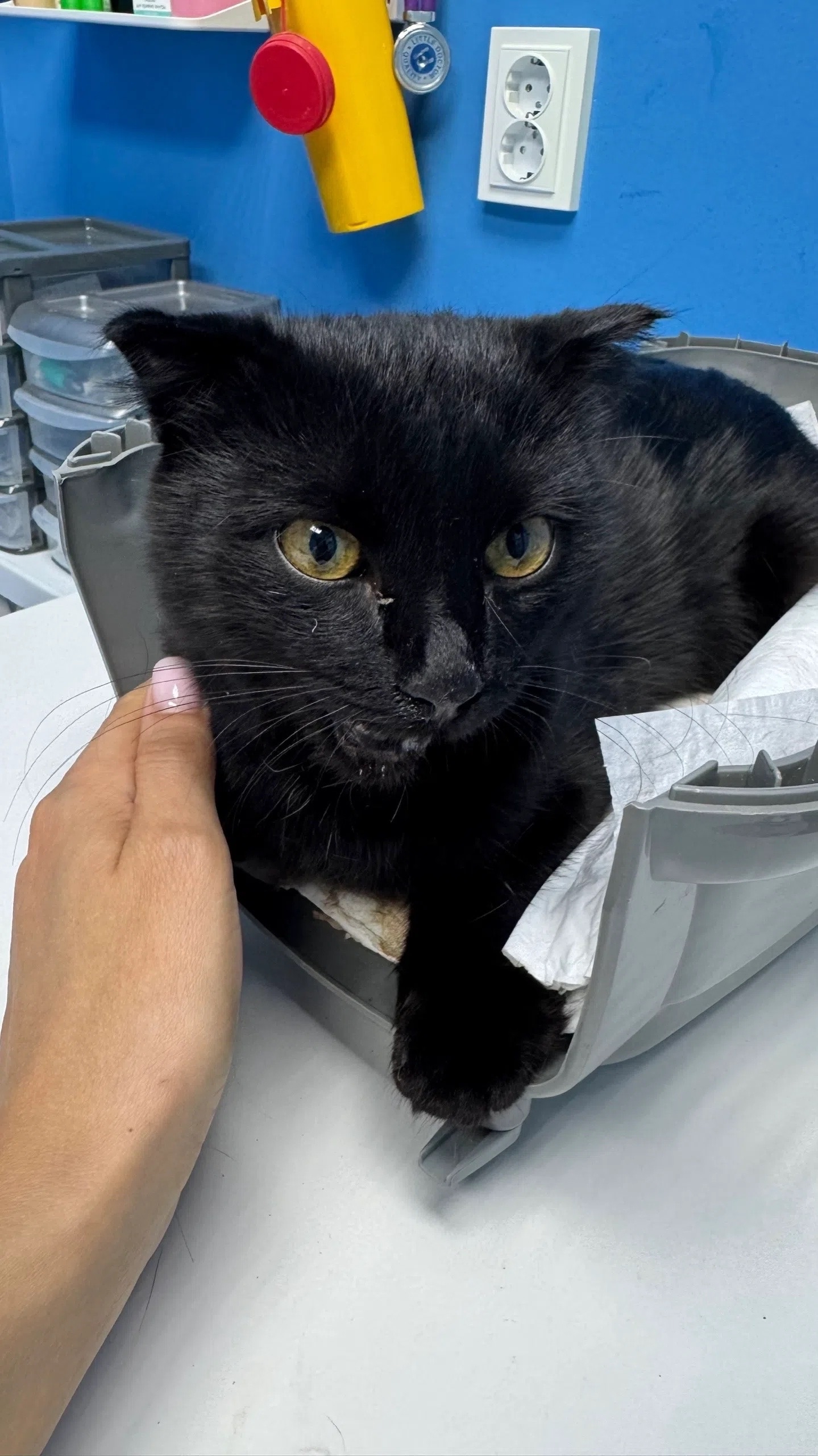 коту