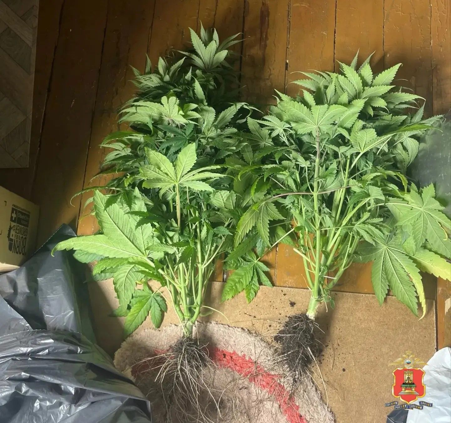 В Тверской области у охранника нашли патроны, порох и марихуану